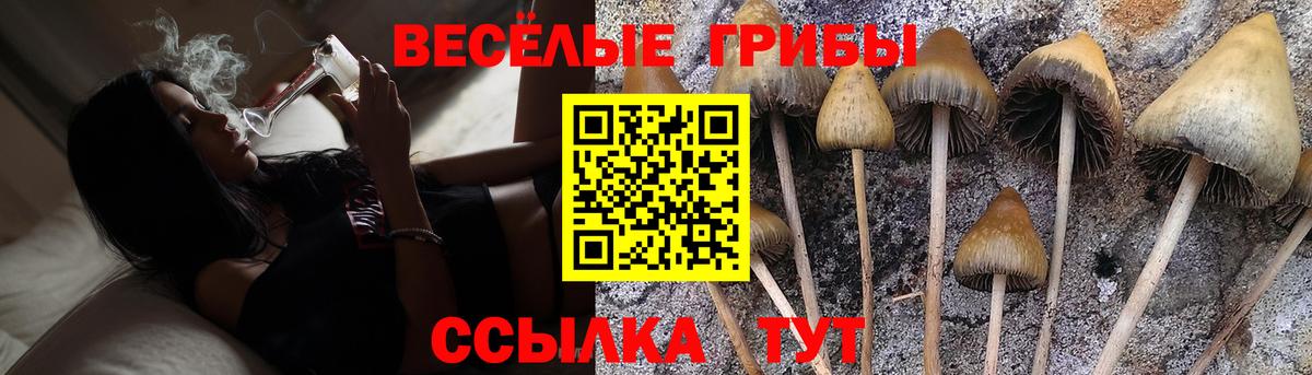 Галлюциногенные грибы Cubensis Урус-Мартан